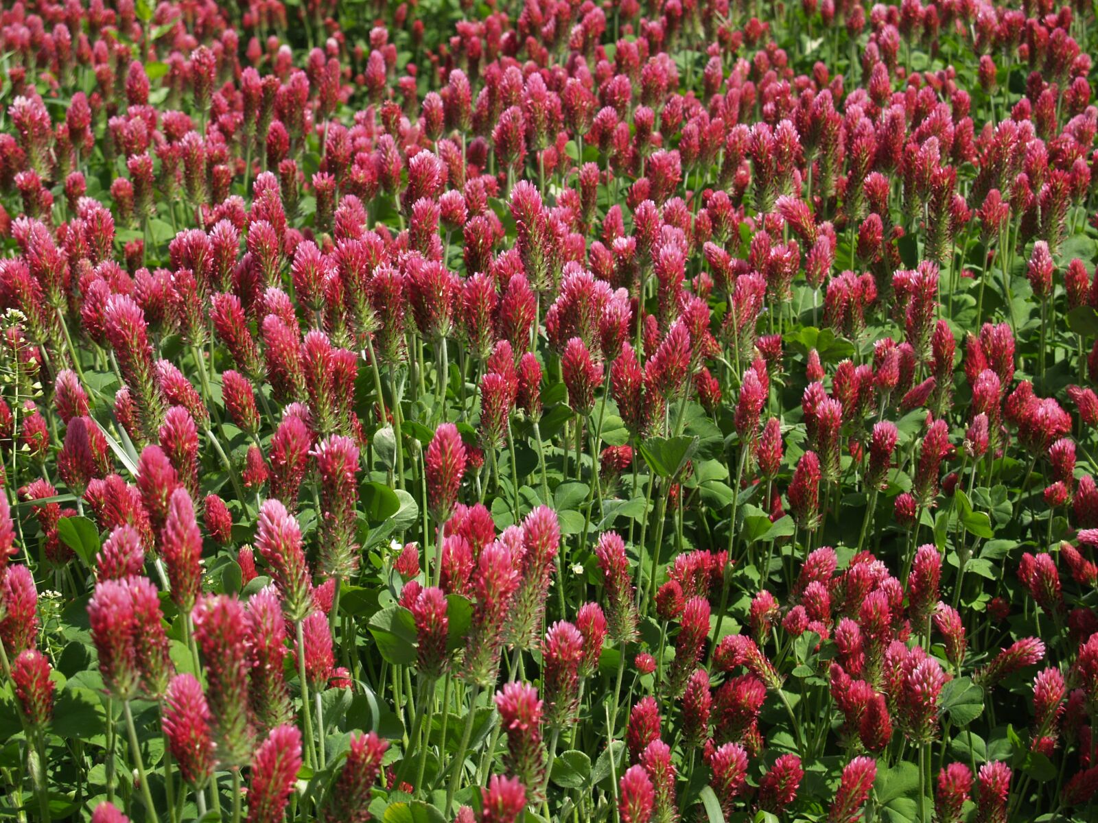 Olympus E-300 (EVOLT E-300) sample photo. Plant, field, red photography