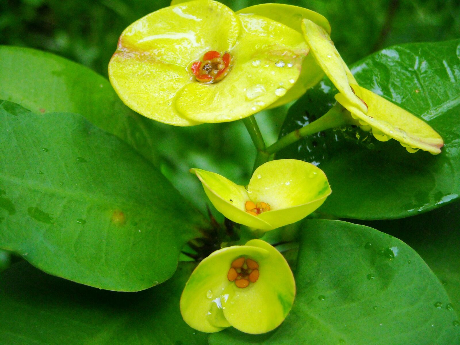 Nikon Coolpix L16 sample photo. Ephorbia, flowers, yellow photography