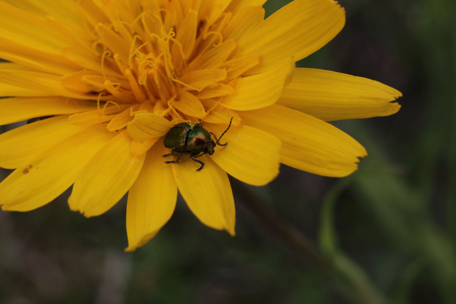 Canon EOS 600D (Rebel EOS T3i / EOS Kiss X5) + Canon EF 50mm F1.8 STM sample photo. Beetle, blossom, bloom photography