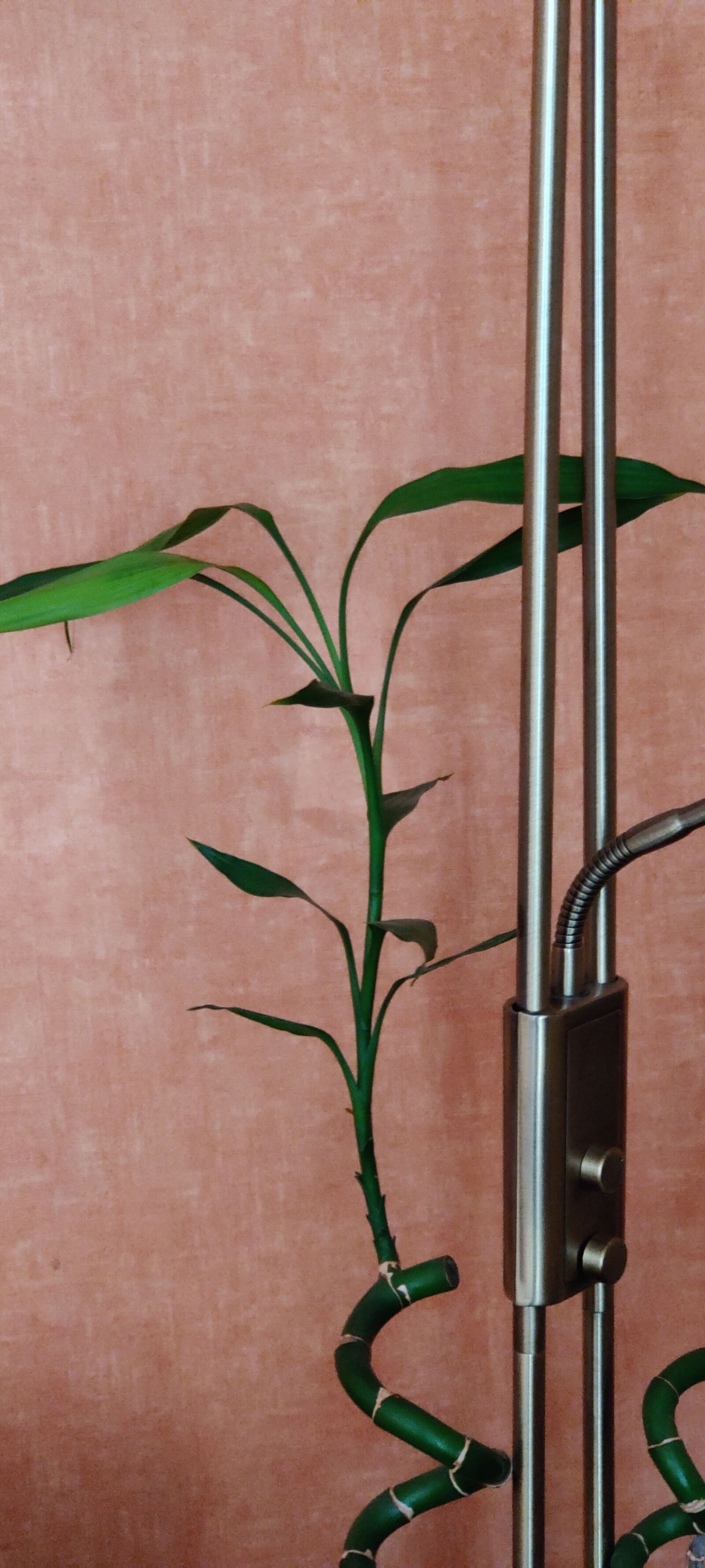 OnePlus HD1901 sample photo. Beautiful, plant, leafy plant photography