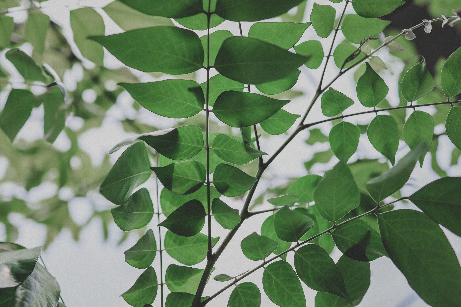 Canon EOS RP sample photo. The leaves, tree, green photography
