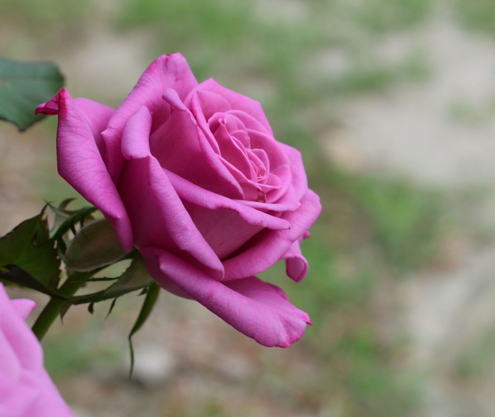 Nikon D5300 sample photo. Rosa, purple, flower photography