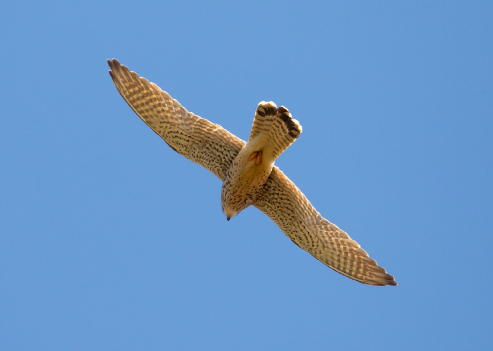 150-600mm F5-6.3 DG OS HSM | Contemporary 015 sample photo. Kestrel, hunting, flying photography