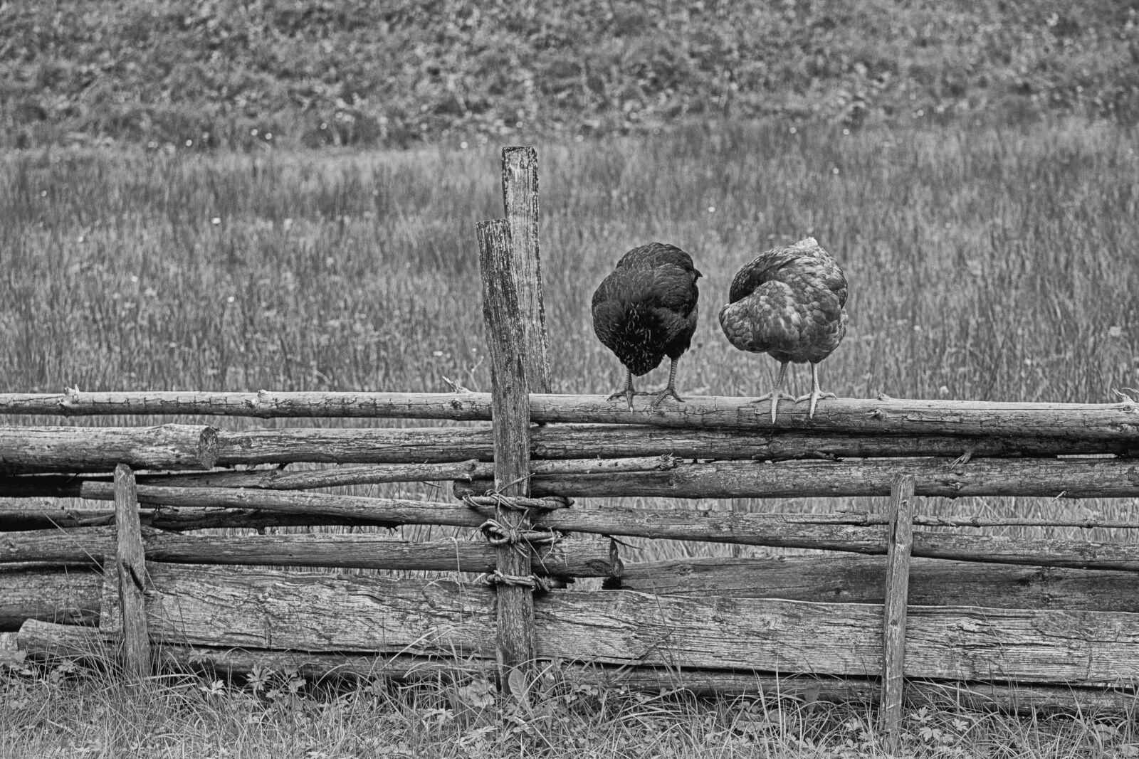 Canon EOS 5D Mark II sample photo. Chicken, farm, outdoors photography