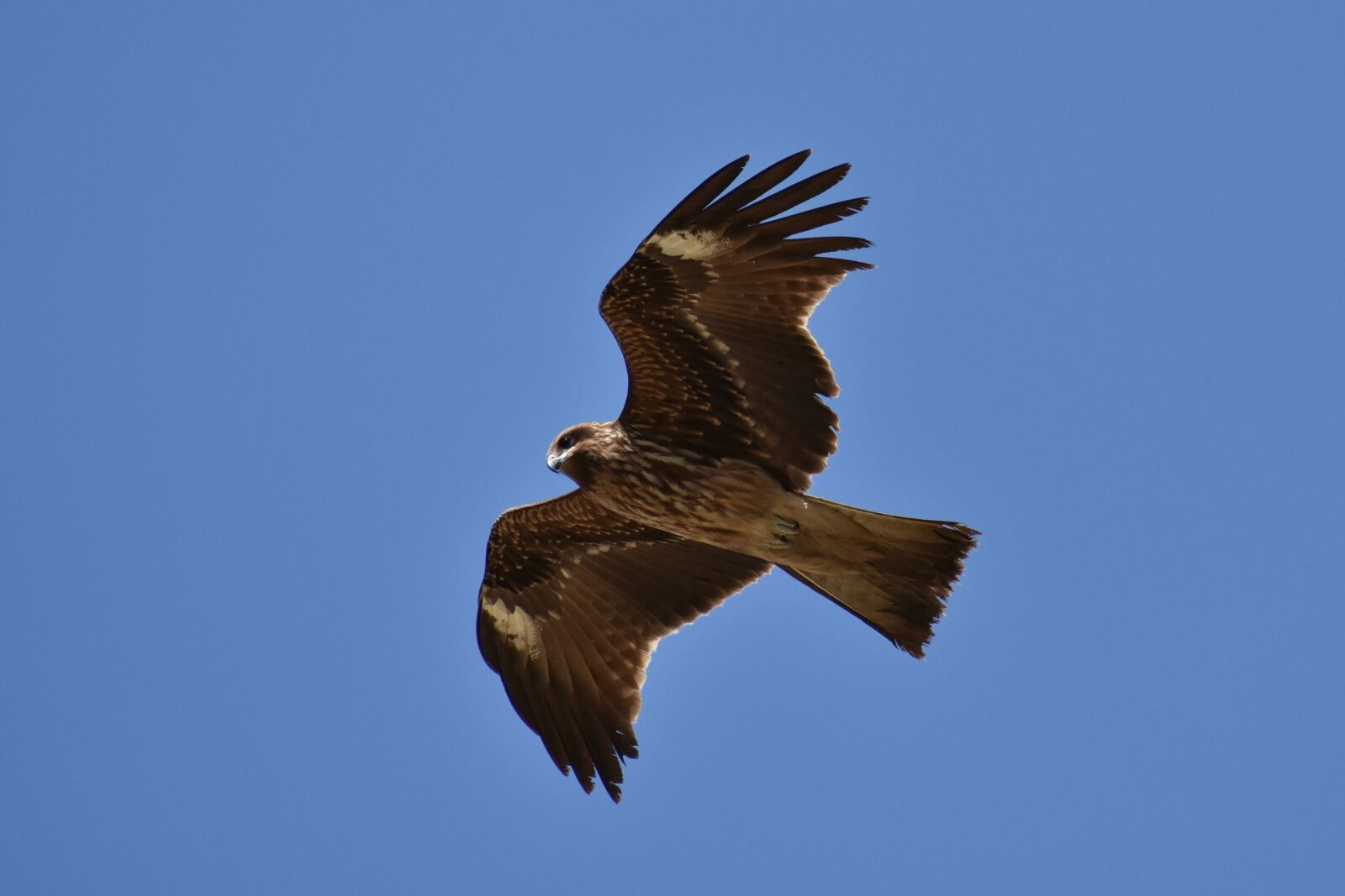 Nikon D7200 sample photo. Animal, sky, bird photography