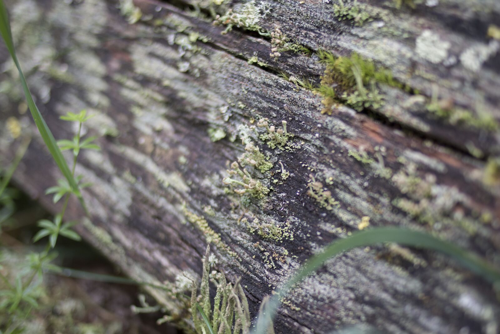 Canon EOS 70D + Canon EF 35mm F2 sample photo. Lichen, detail, macro photography