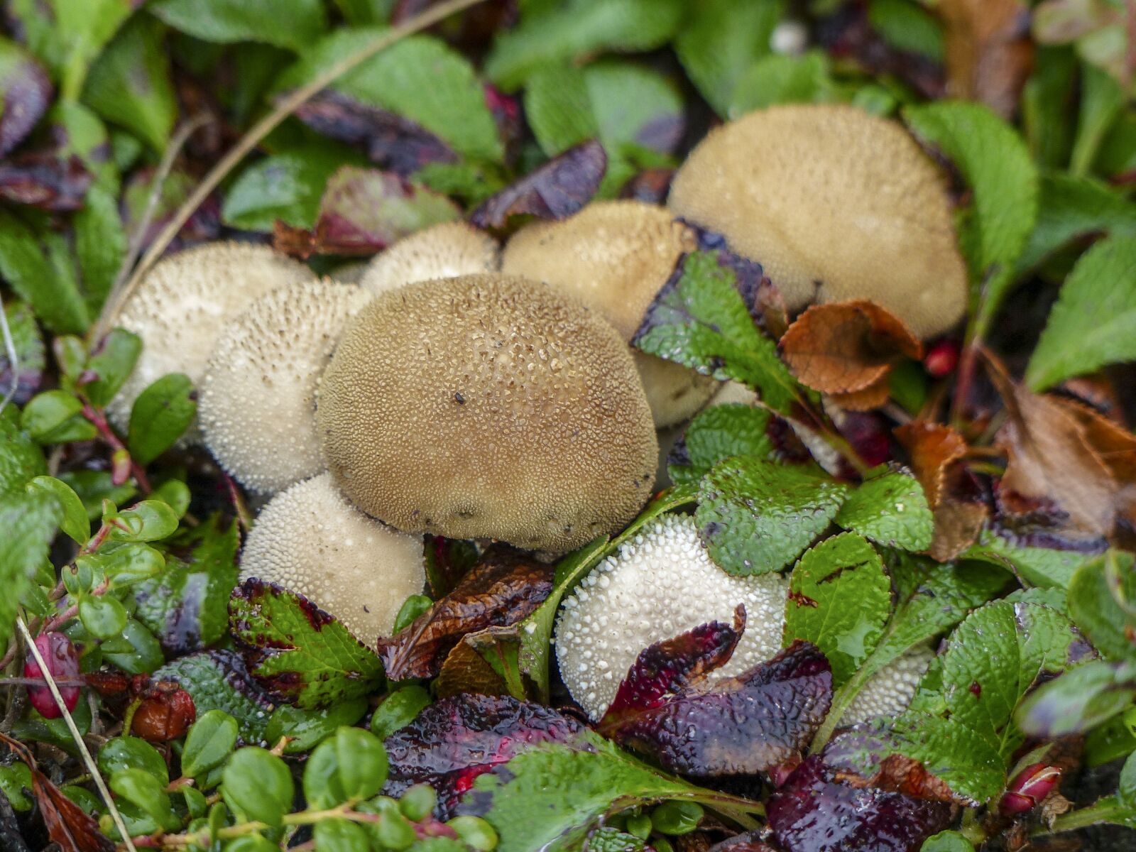 Panasonic Lumix DMC-FZ200 sample photo. Mushrooms, group, wet photography