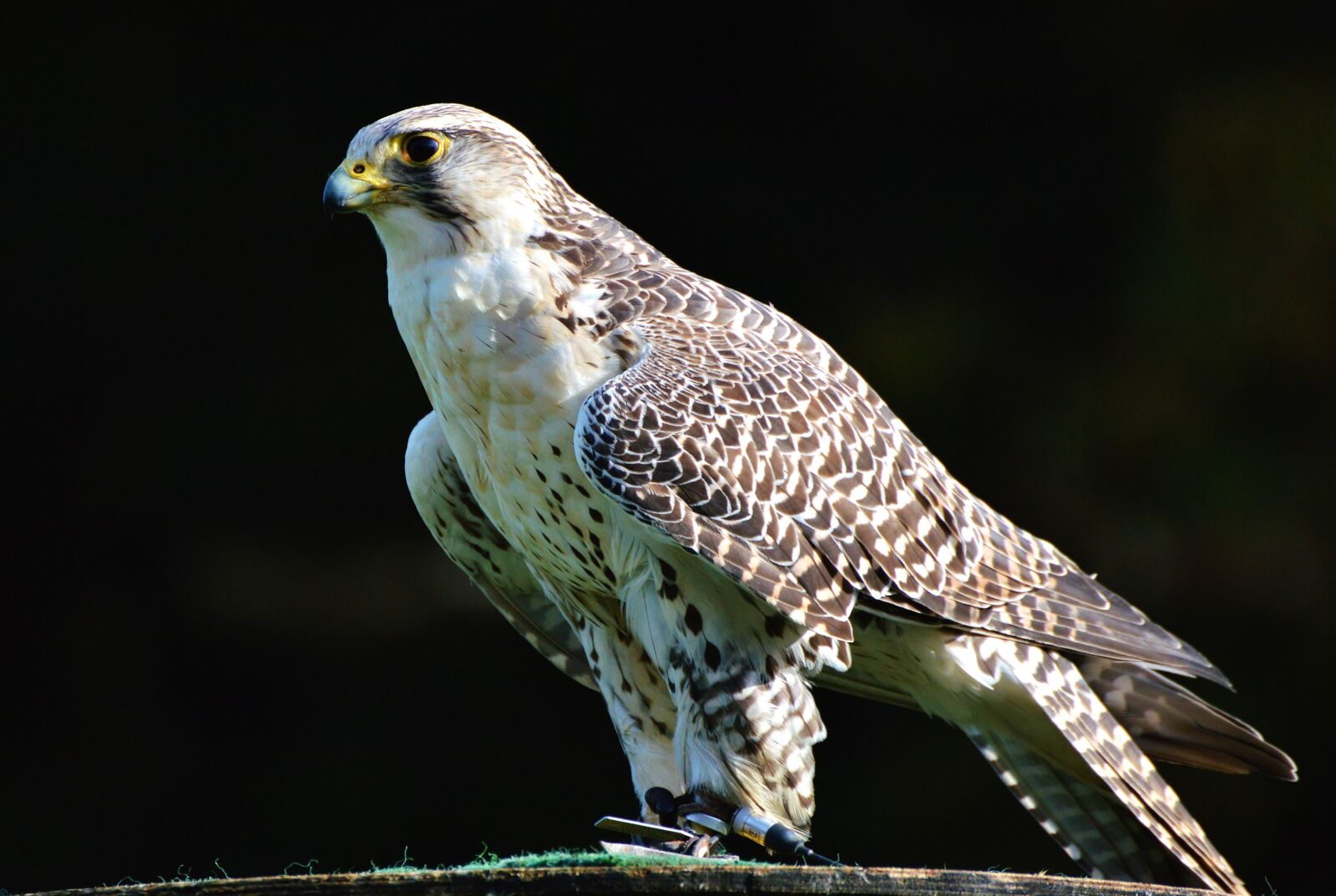 Nikon D3200 sample photo. Falcon, raptor, bird of photography