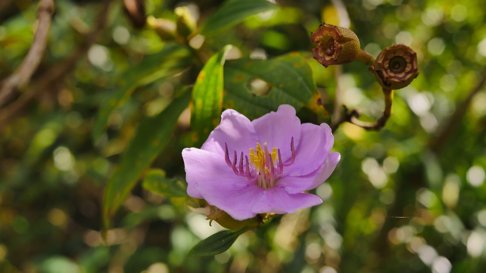 Panasonic Lumix DMC-GH4 sample photo. Flower, purple, violet photography