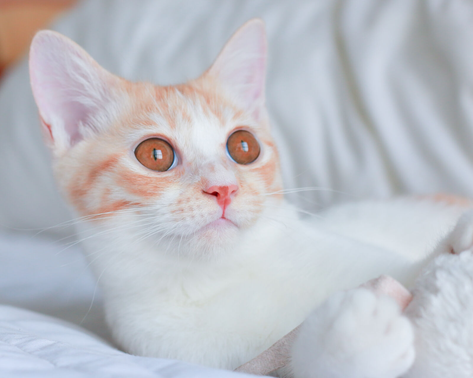 Canon EOS 70D + Canon EF 50mm F1.8 II sample photo. Cat photography