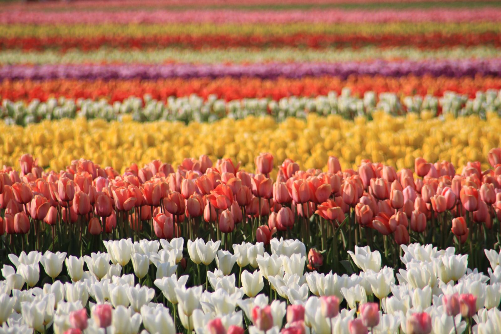 Canon EOS 50D sample photo. Tulip fields, washington state photography