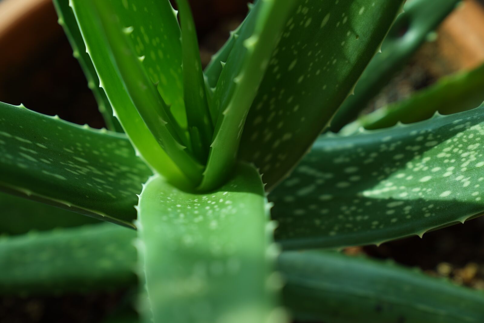 Sony a7S + Sony FE 24-70mm F2.8 GM sample photo. Aloe vera plants, green photography