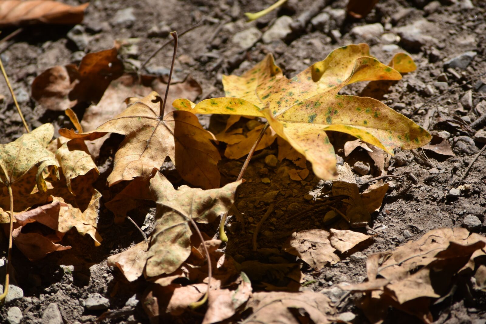 Nikon D5500 sample photo. Leaf, gold, autumn photography