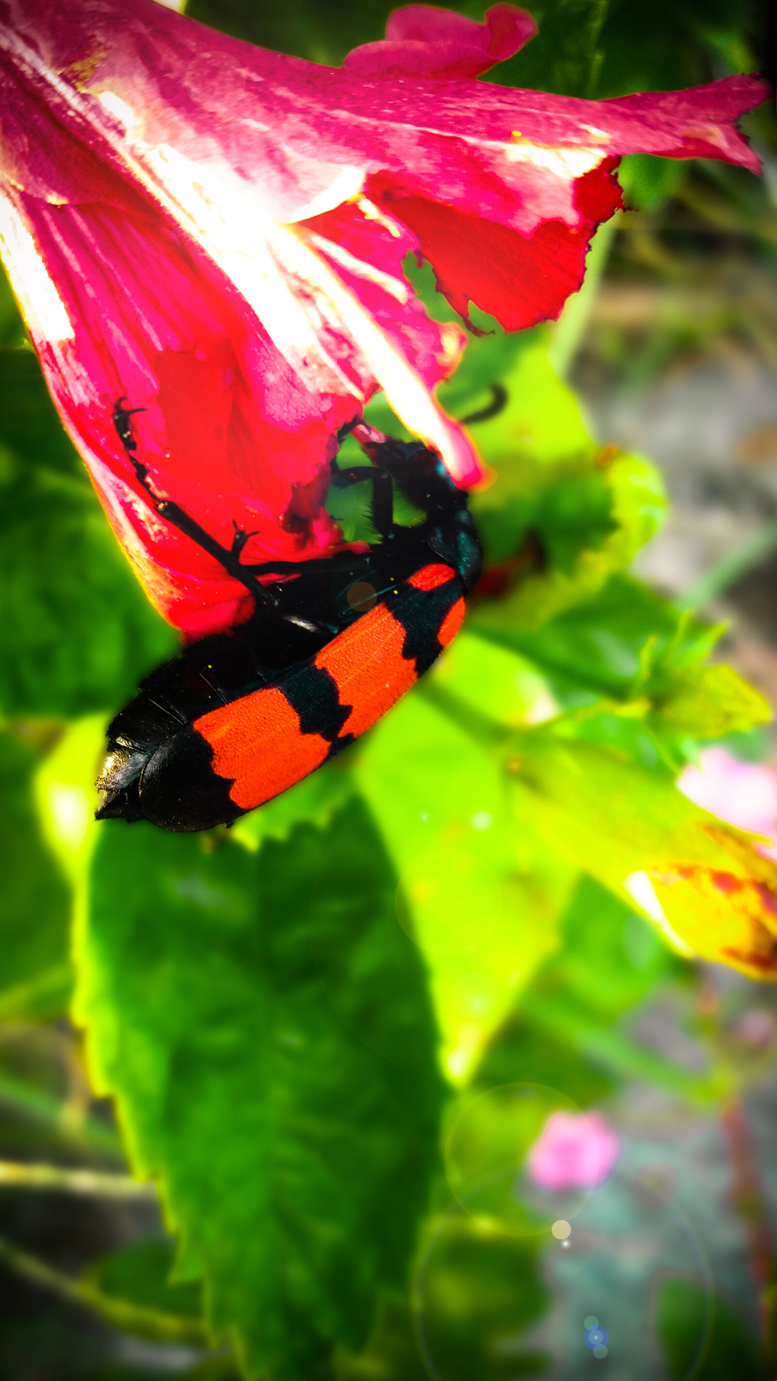 Samsung Galaxy J5(2016) sample photo. Nature, wallpaper photography