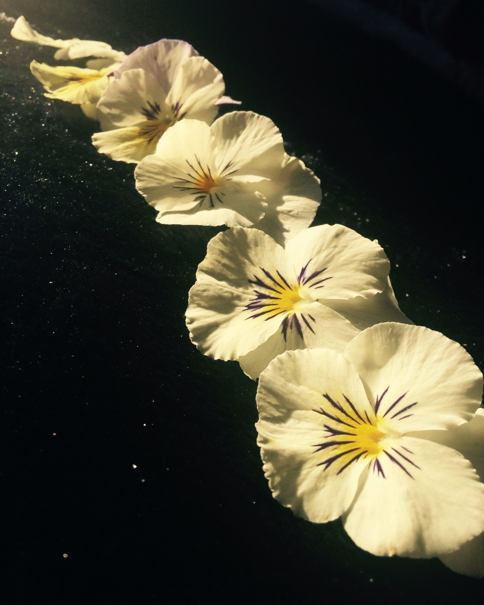 iPhone 5s back camera 4.15mm f/2.2 sample photo. White pansies, row, black photography
