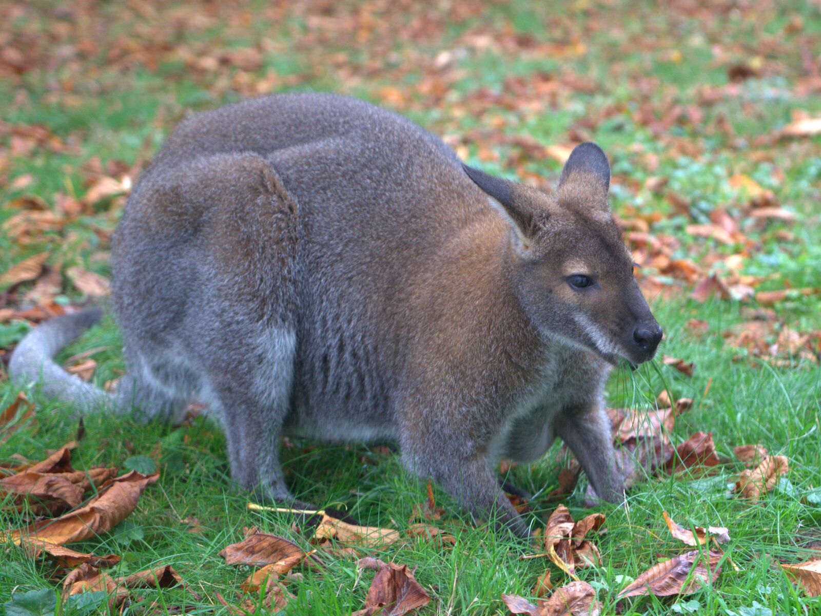 Sony a7 II + Sony Vario Tessar T* FE 24-70mm F4 ZA OSS sample photo. Kangaroo, sababurg castle, zoo photography