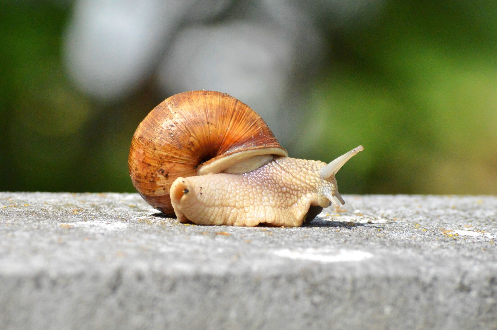 Nikon D3200 sample photo. Snail, shell, mollusk photography