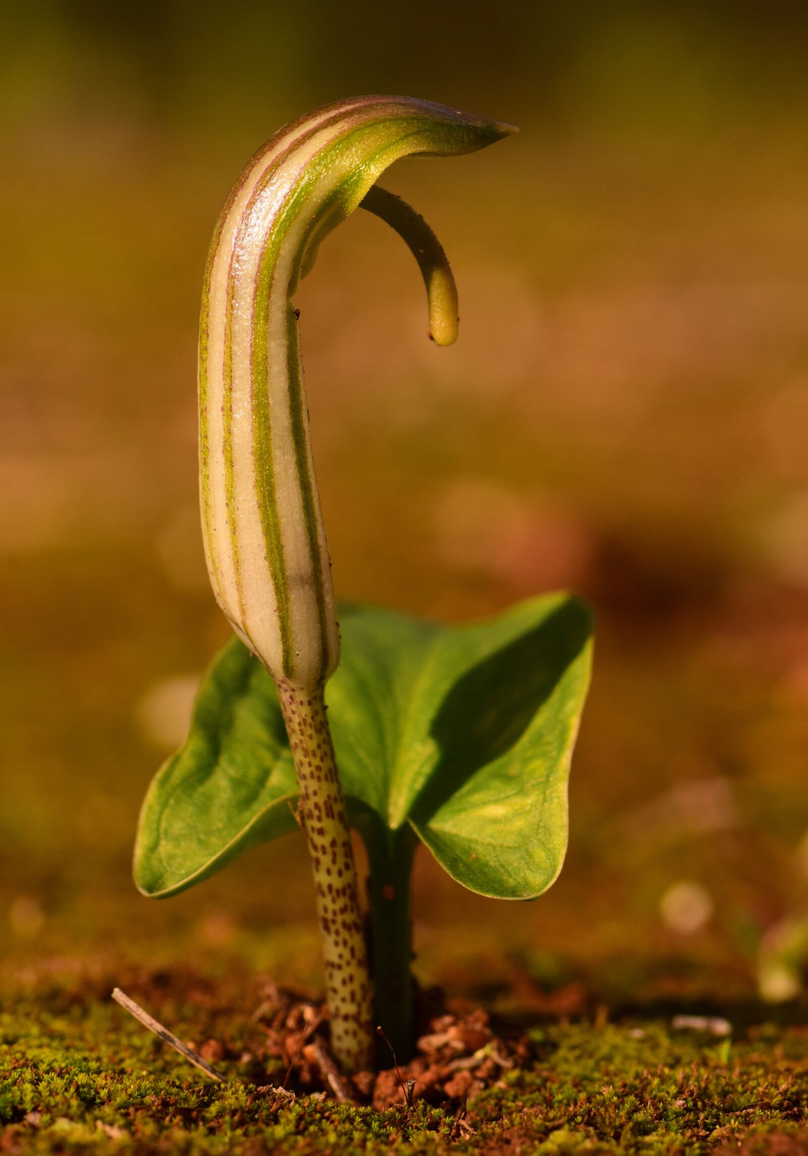 Nikon D3300 sample photo. Pointed flower, spring, sprout photography