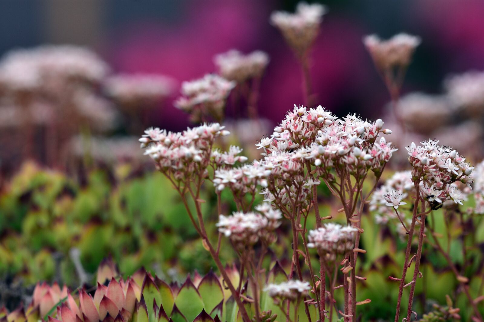 Nikon D3400 sample photo. Flower, flowers, spring photography
