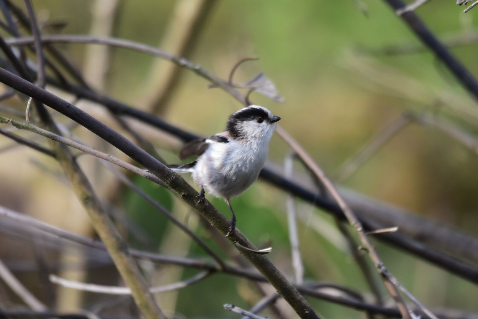 Nikon D7200 sample photo. Animal, forest, wood photography