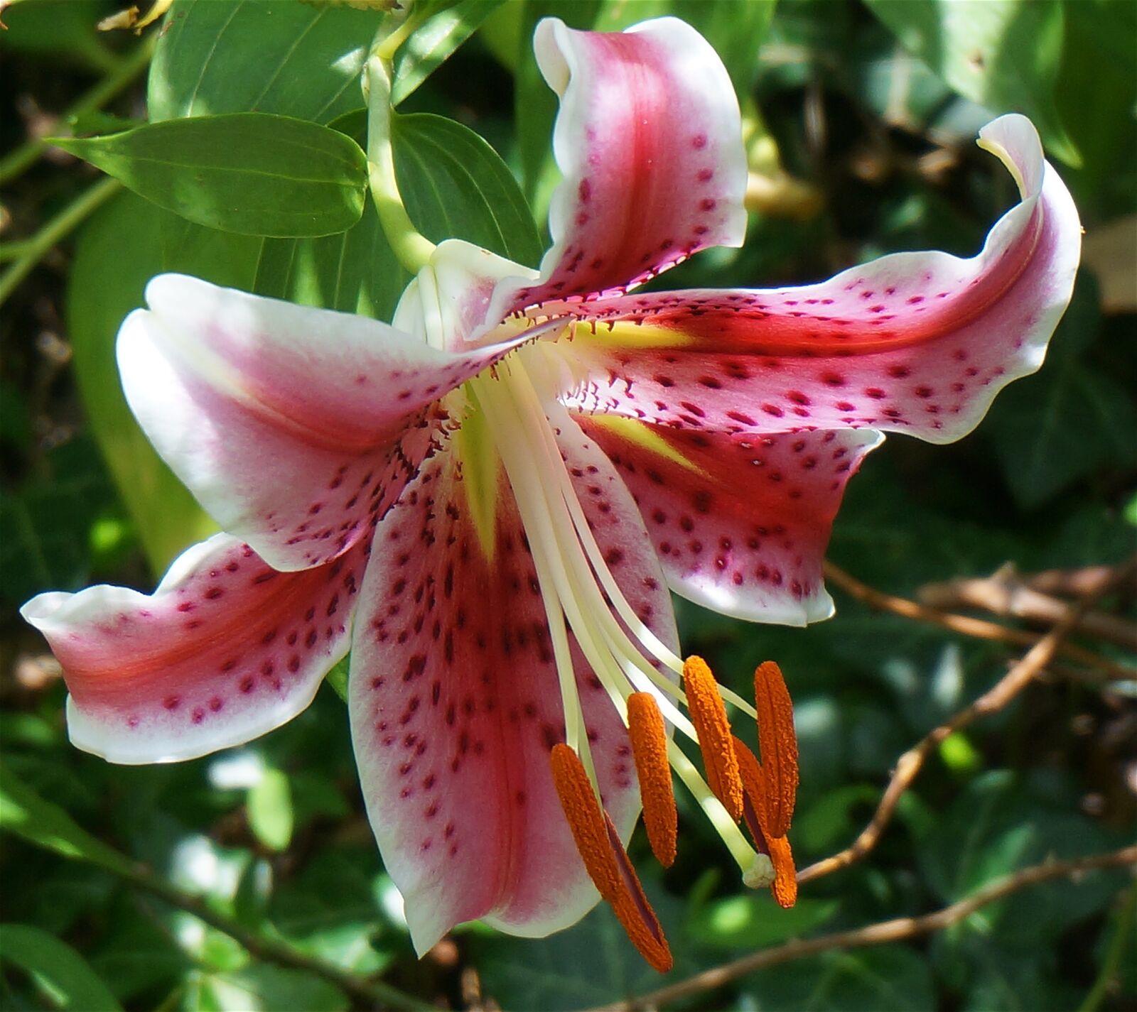 Sony Alpha NEX-5T sample photo. Asiatic lily fully open photography