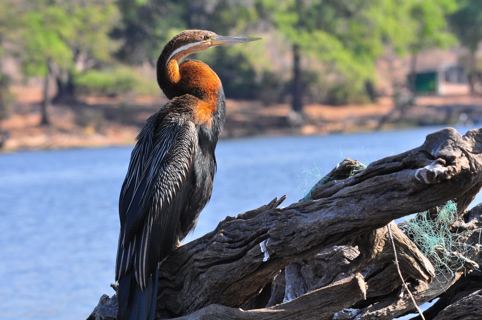 Nikon D90 sample photo. Nature, water, wildlife photography