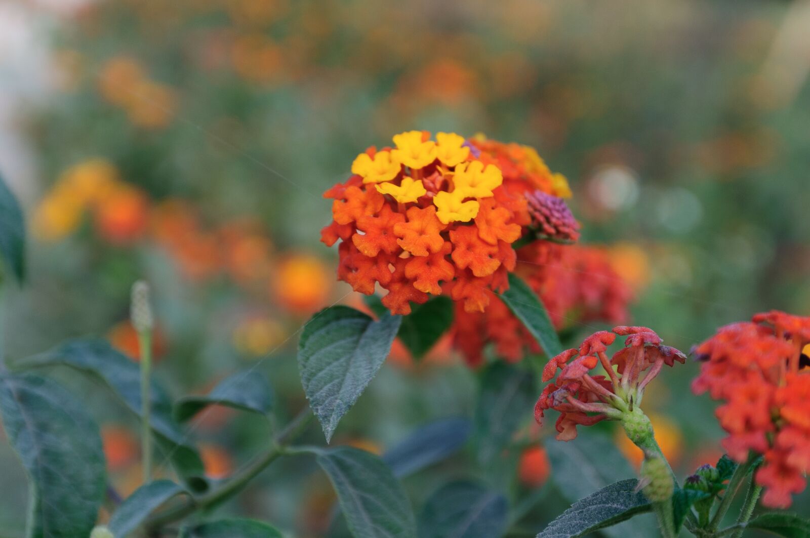 Nikon D300S sample photo. Flower, red, yellow photography
