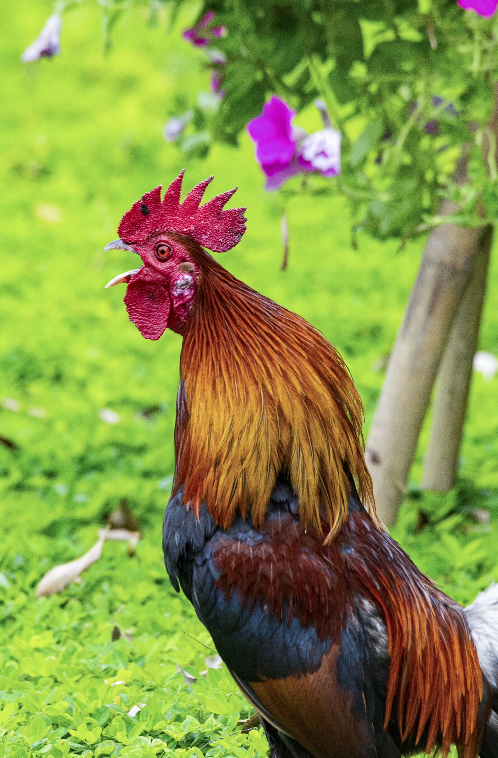 Nikon D810 sample photo. Chicken, rico, delicious photography