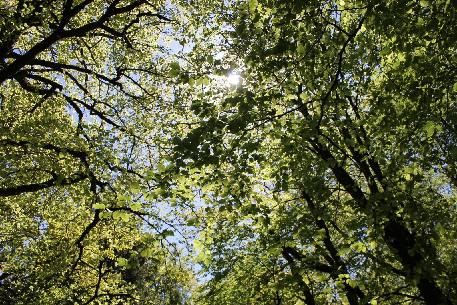 Canon EOS 60D + Canon EF-S 18-55mm F3.5-5.6 IS STM sample photo. Leaves, sun through trees photography