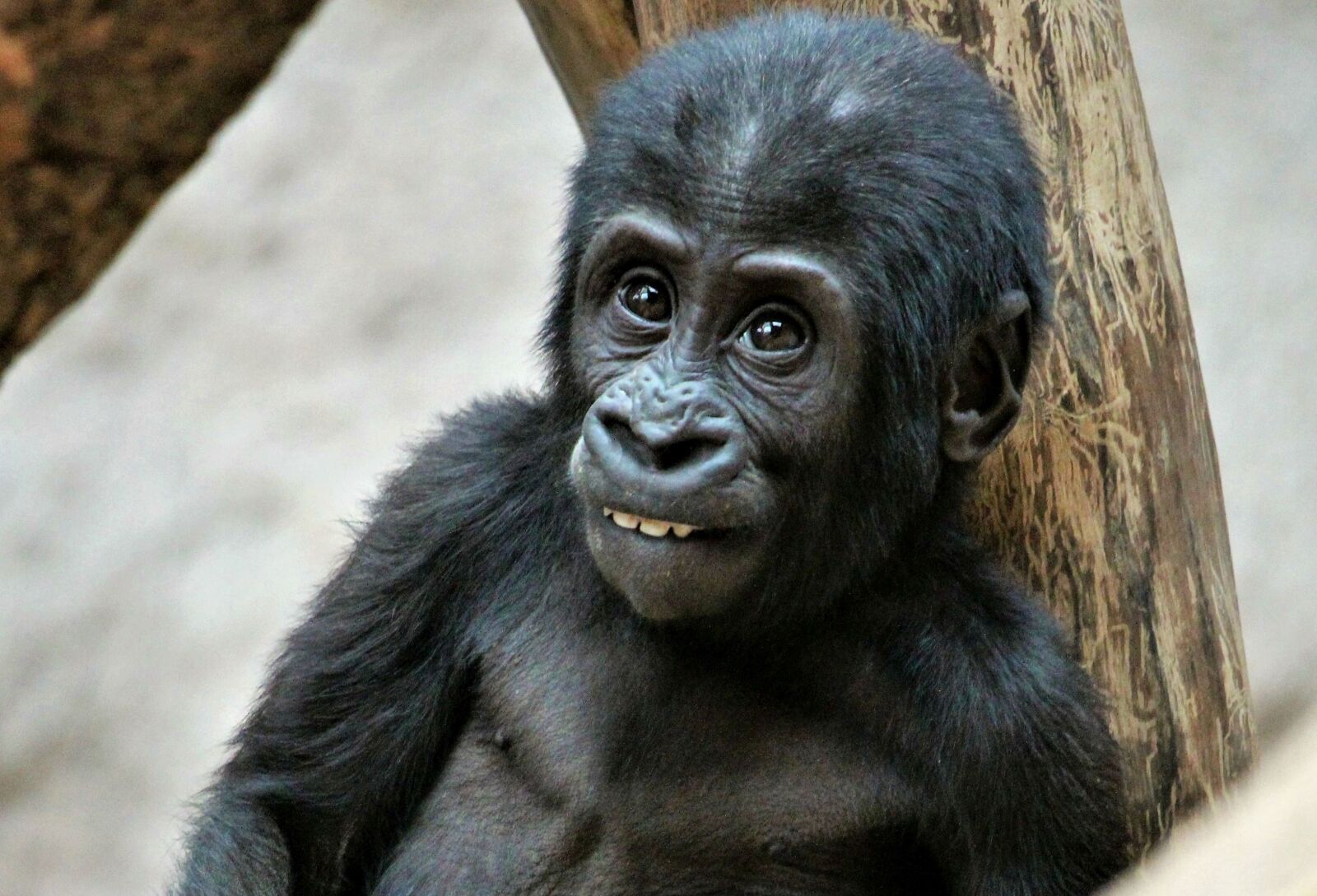 Canon EF-S 55-250mm F4-5.6 IS STM sample photo. Zoo, prague, ajabu photography