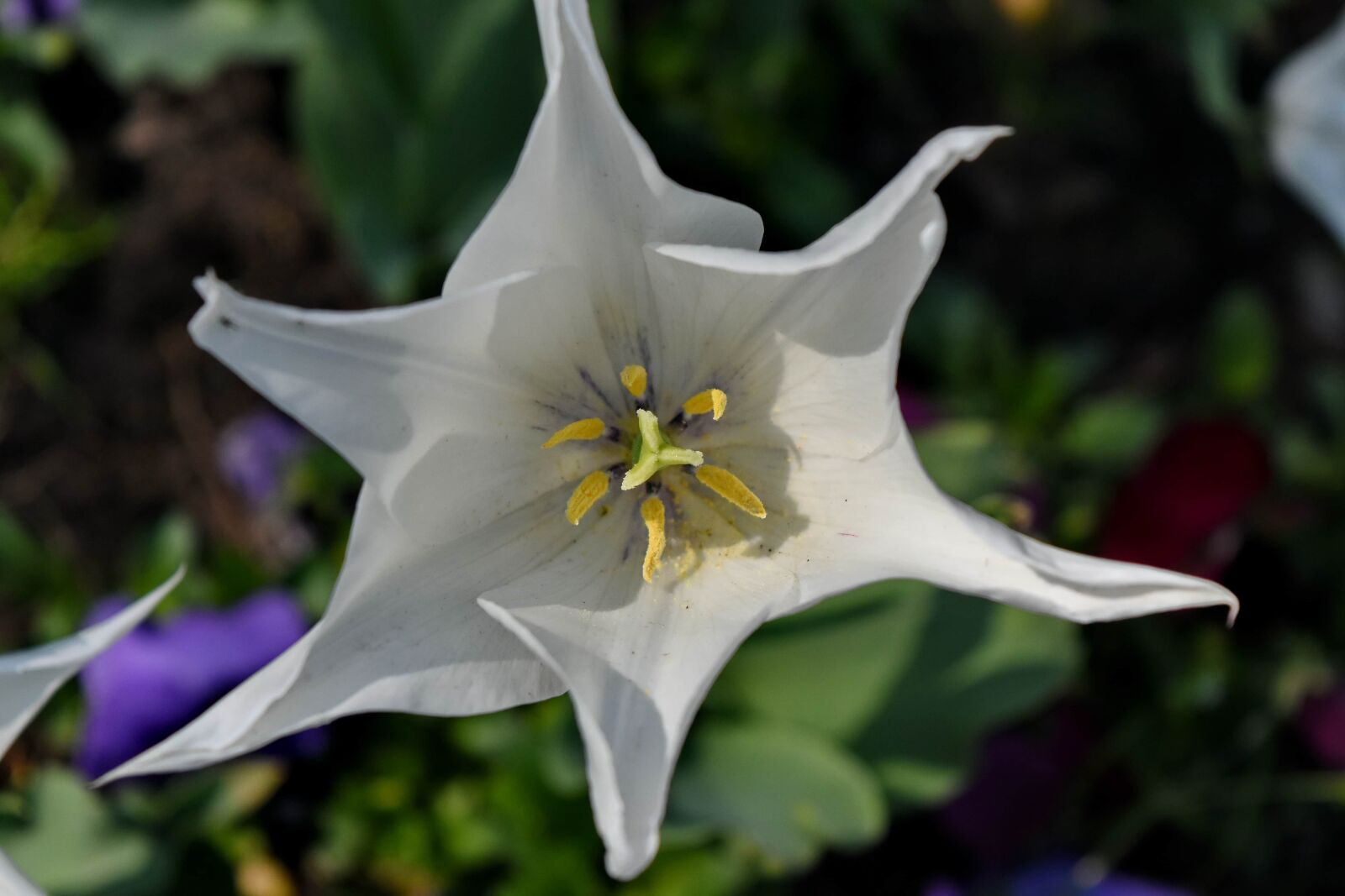 Nikon D5500 sample photo. Beautiful flowers, detail, horticulture photography