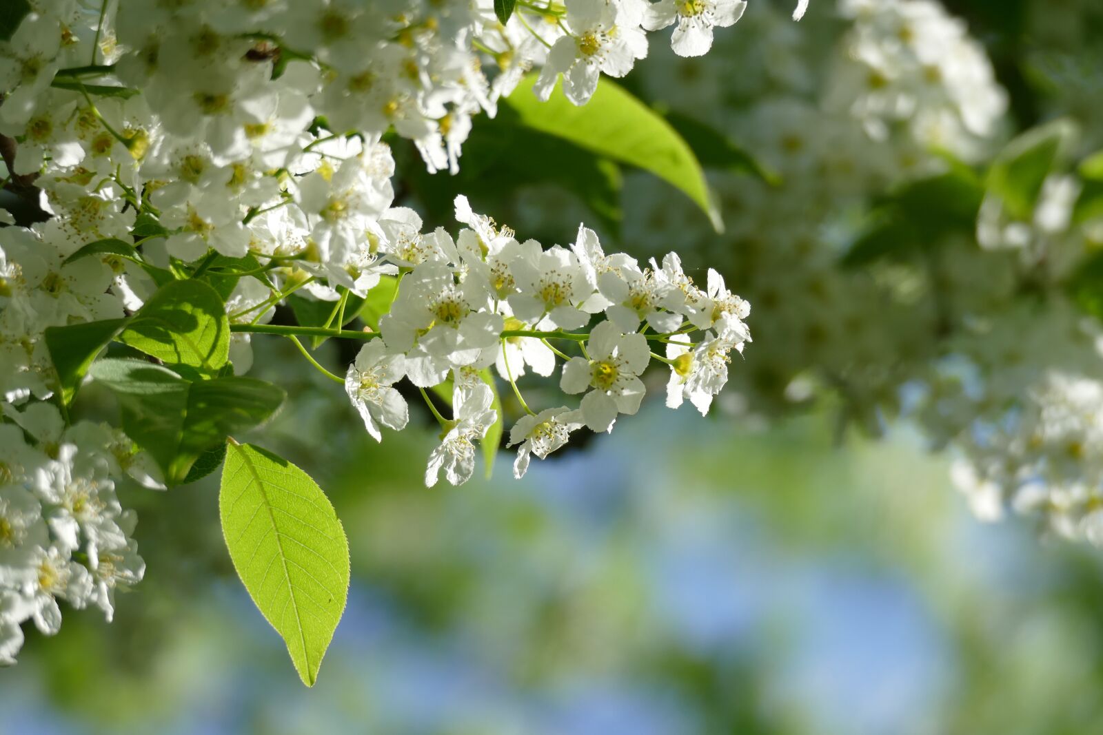 Panasonic Lumix DMC-FZ1000 sample photo. Common bird cherry, blossom photography