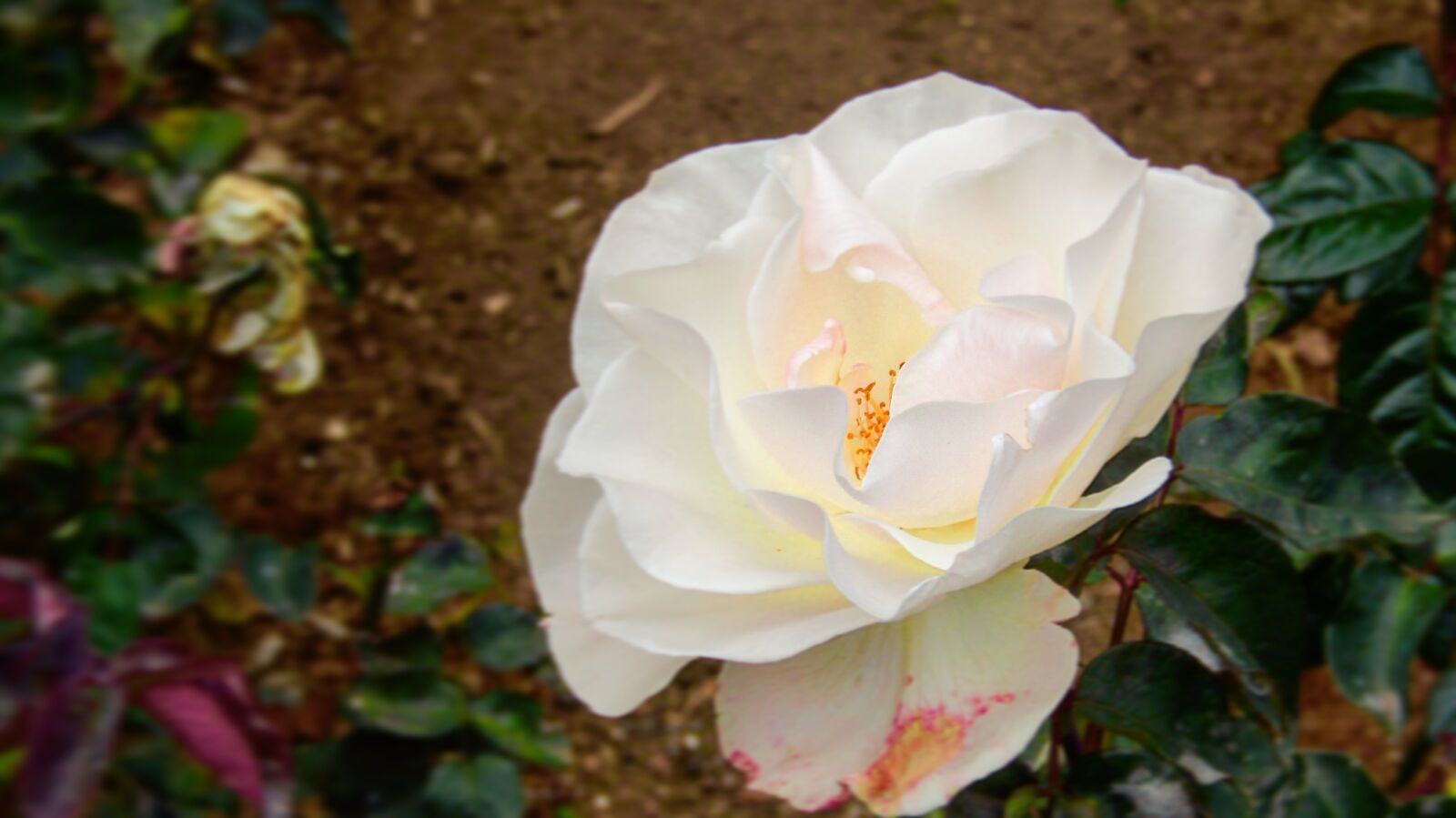 Canon PowerShot SX410 IS sample photo. Ooty photography