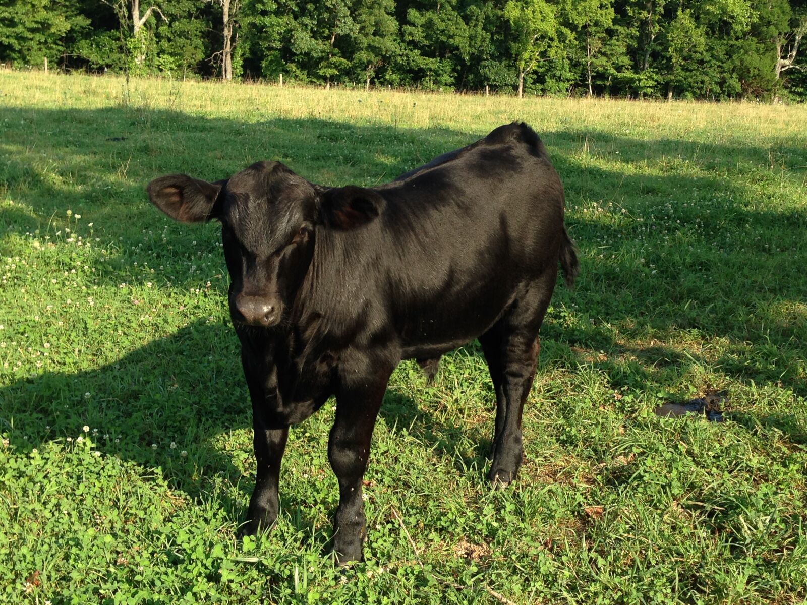 iPhone 5 back camera 33mm f/2.4 sample photo. Cow, calf, black photography