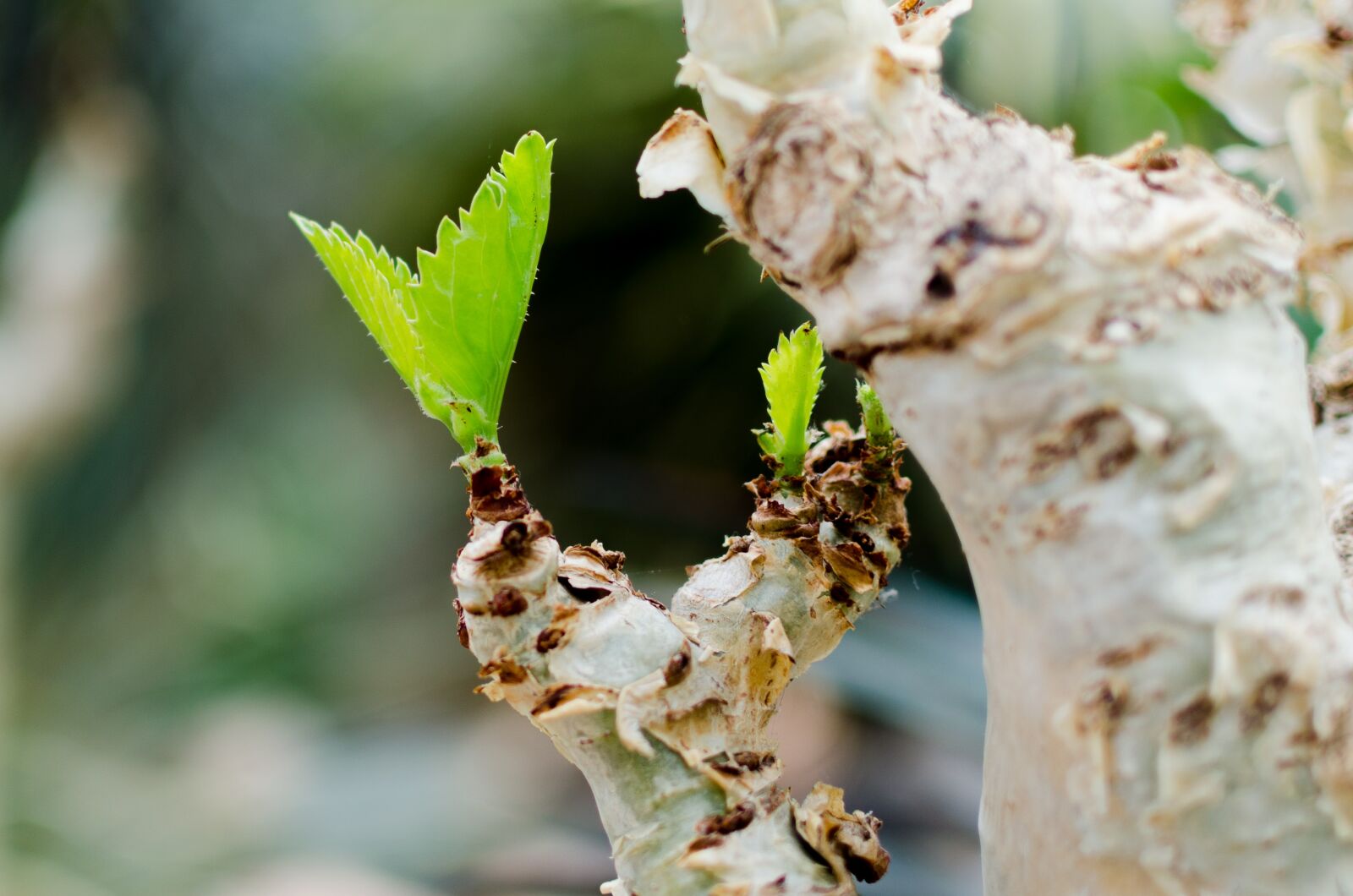 Nikon D5100 sample photo. Gardens by the bay photography