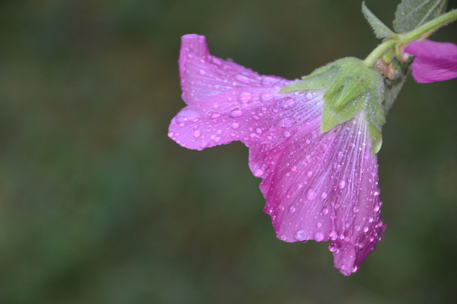 Nikon D3200 sample photo. Pink, hollyhock, flower photography