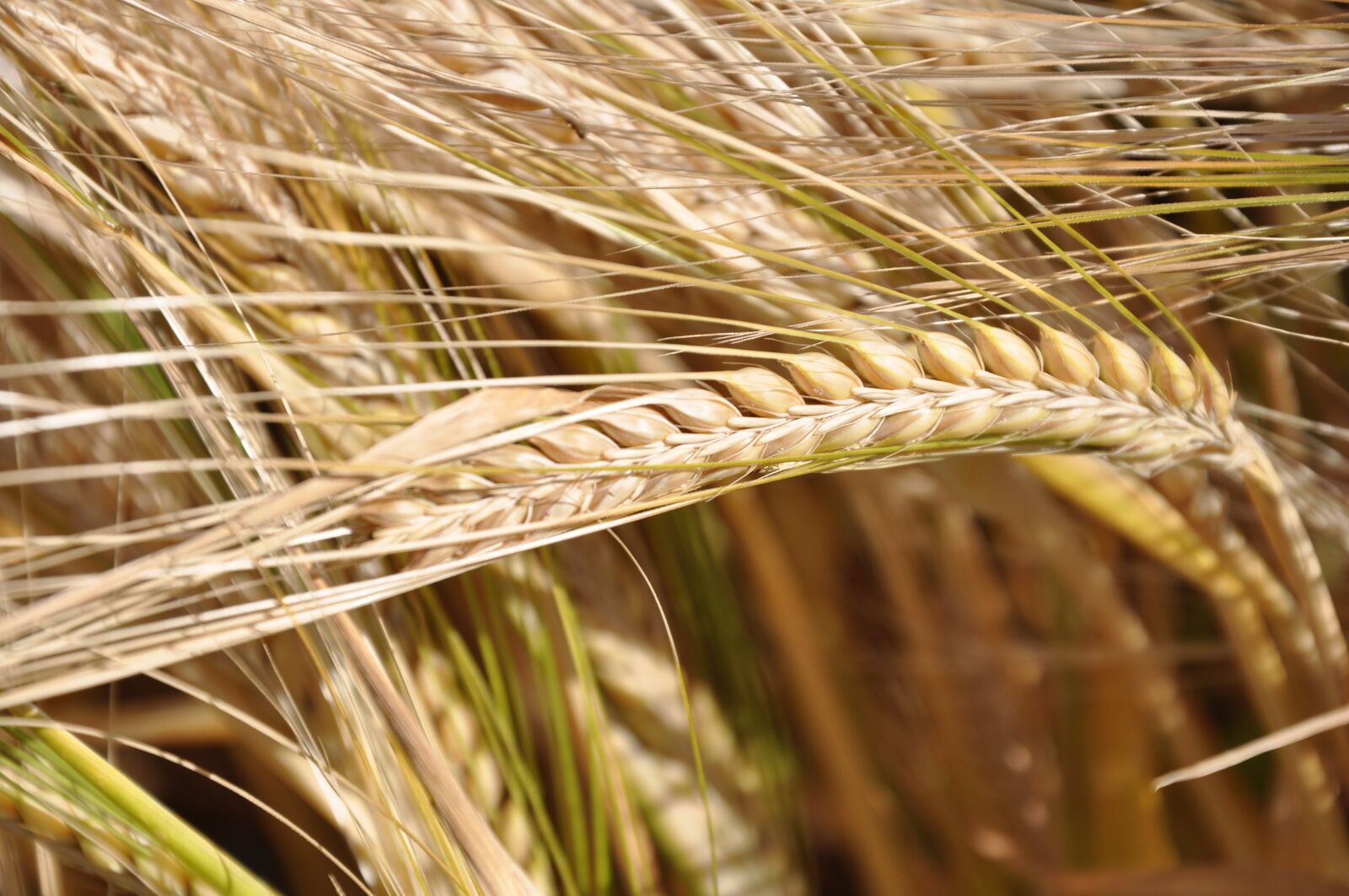 Nikon D90 sample photo. Honor, grain, cereals photography