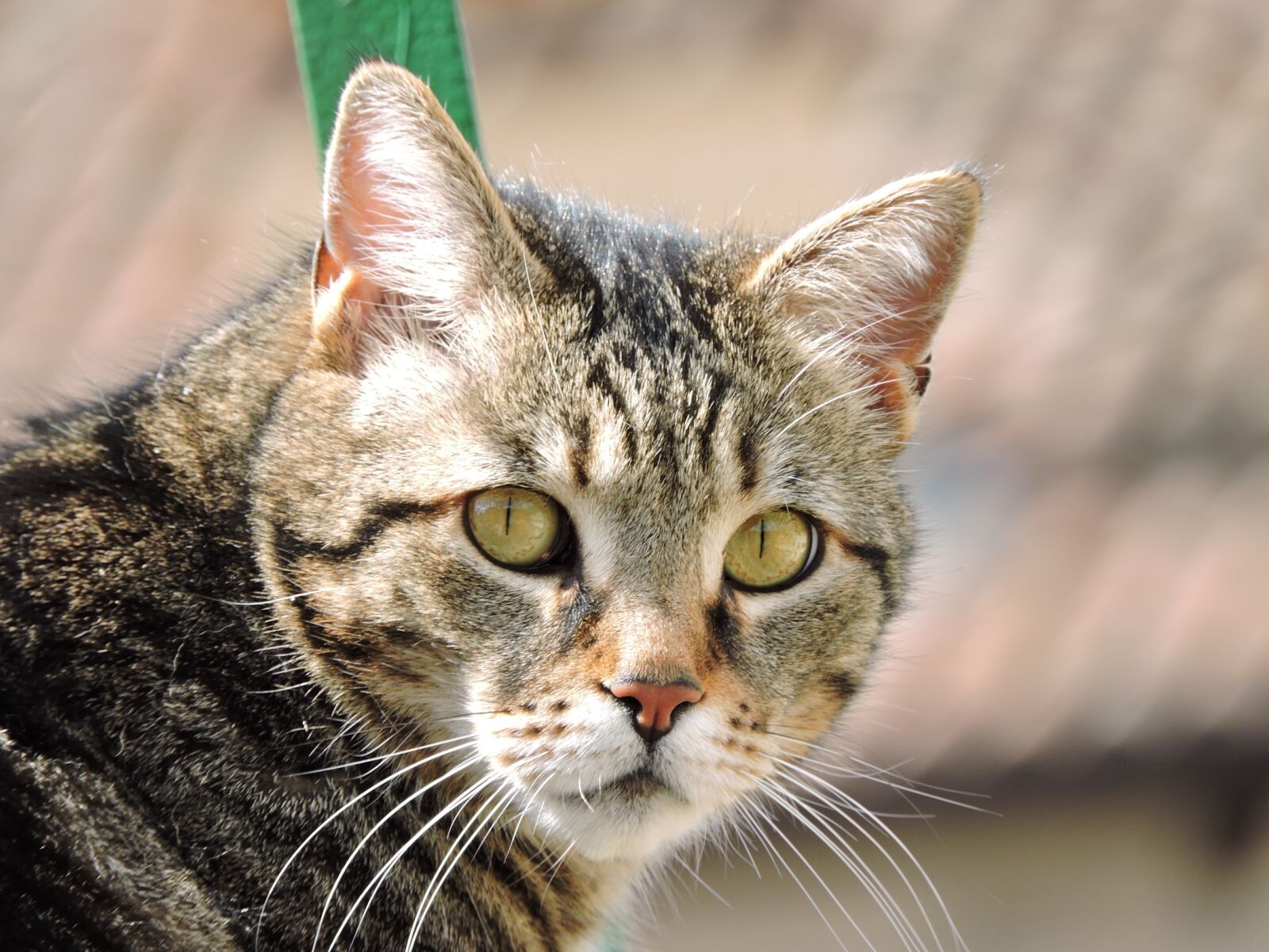 Nikon Coolpix P600 sample photo. Cat, looking, cute photography