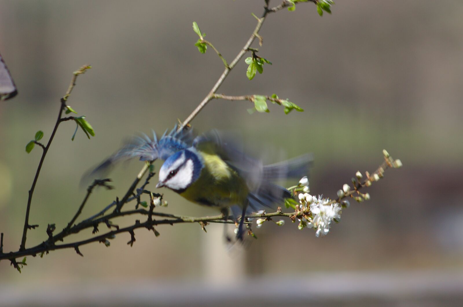 Canon EOS 50D sample photo. Blue tit, bird, garden photography