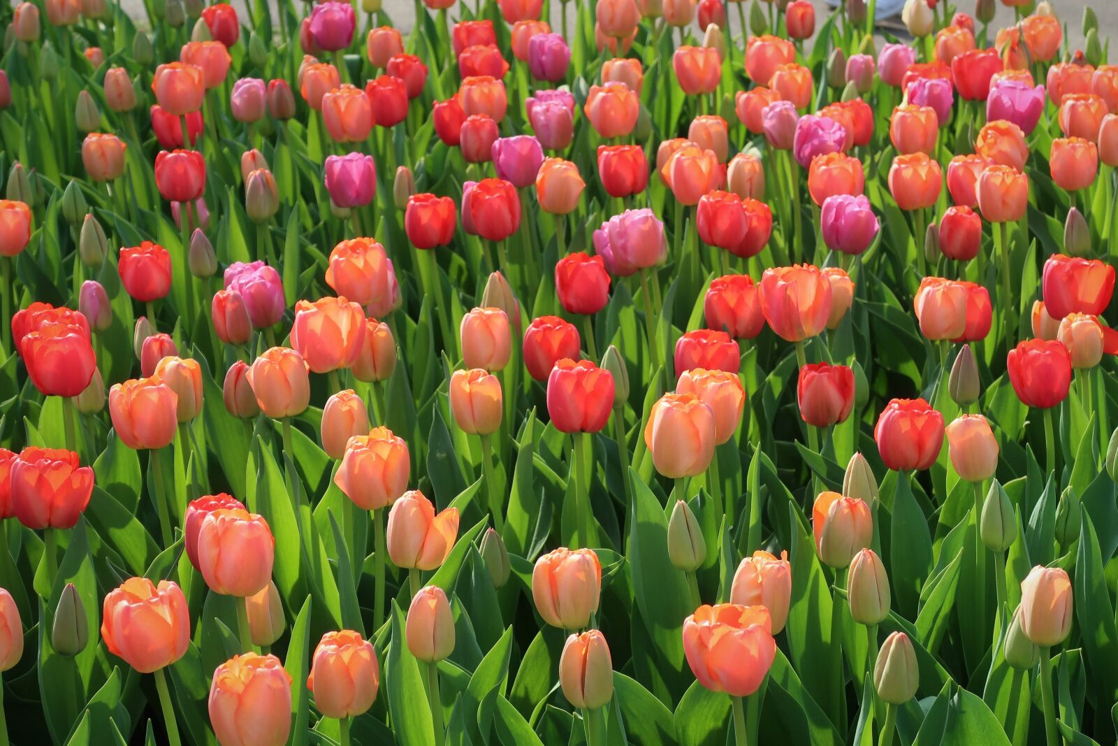 Canon PowerShot G7 X Mark II sample photo. Tulip, tulips, keukenhof photography