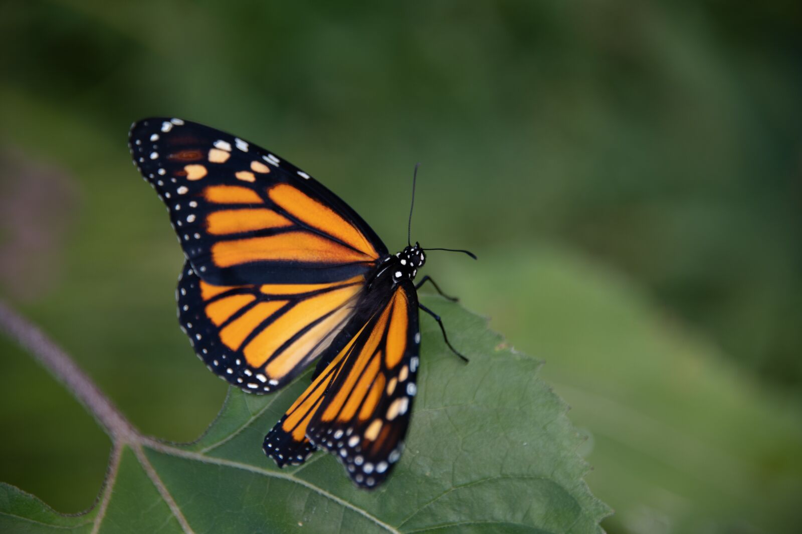 Nikon D850 sample photo. Monarch, butterfly, insect photography