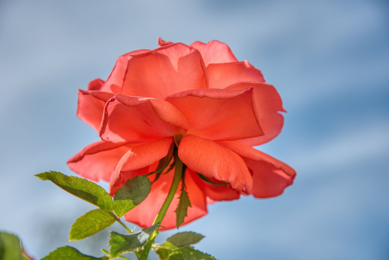 Nikon D750 sample photo. Rose, red, sunny photography