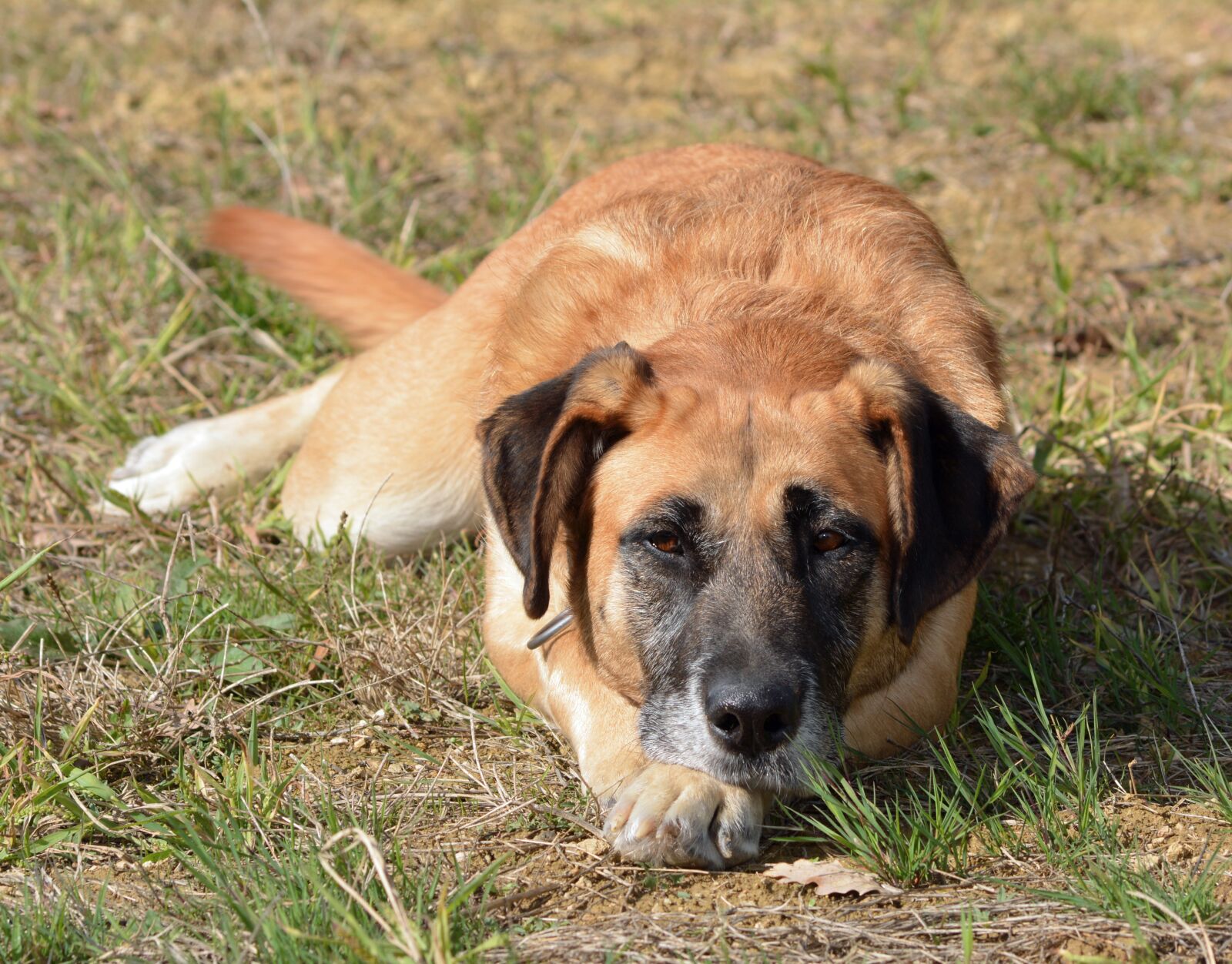 Nikon D5200 sample photo. Dog, animal, domestic animal photography