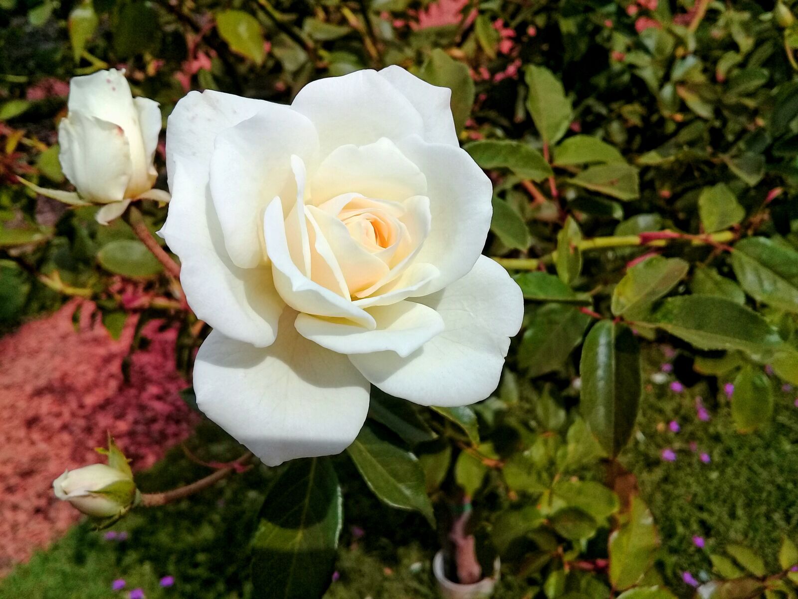 Samsung Galaxy J2 Prime sample photo. Flower, rosa, plant photography