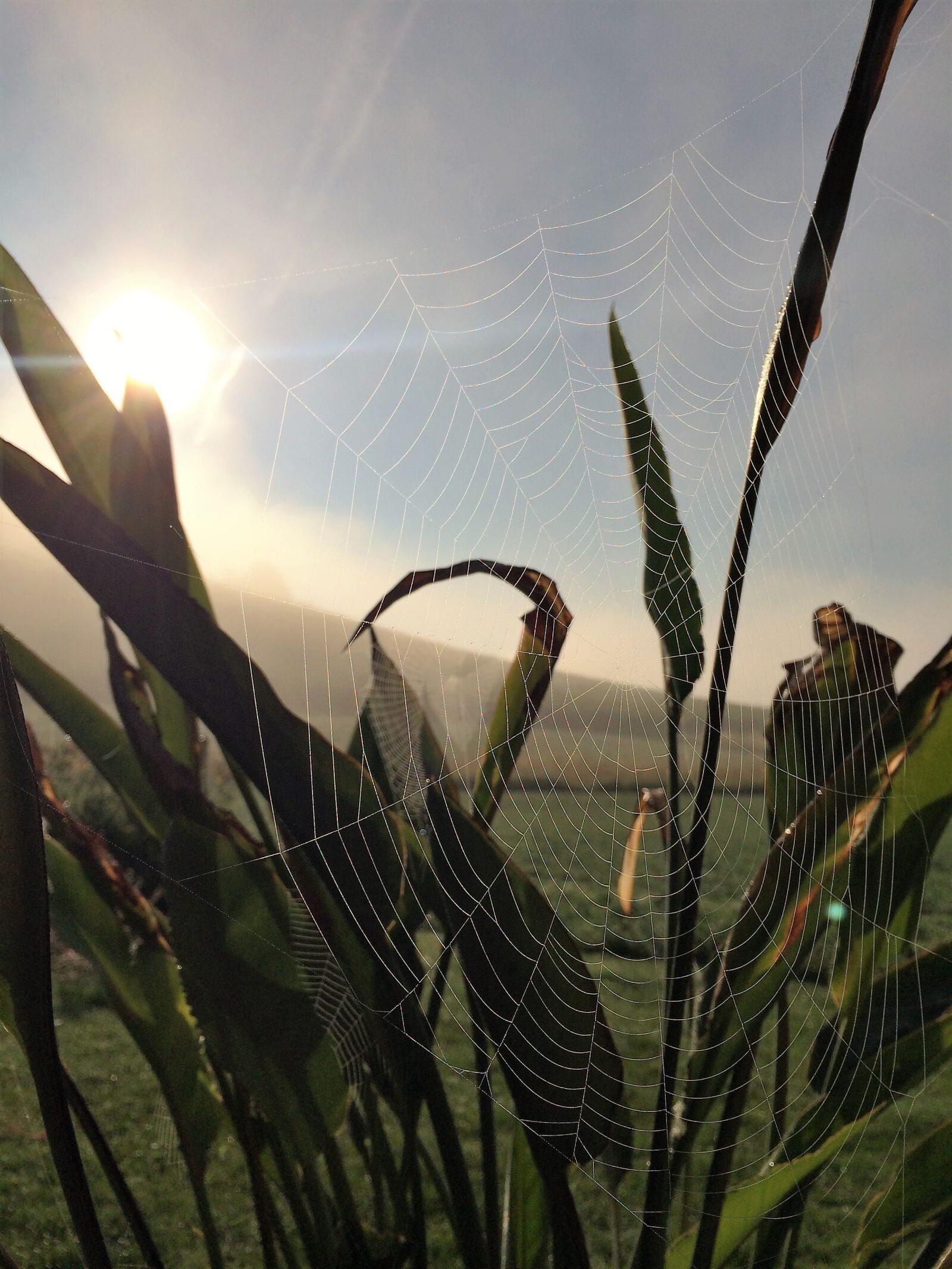 iPhone 5s back camera 4.12mm f/2.2 sample photo. Cobweb, nature, close up photography