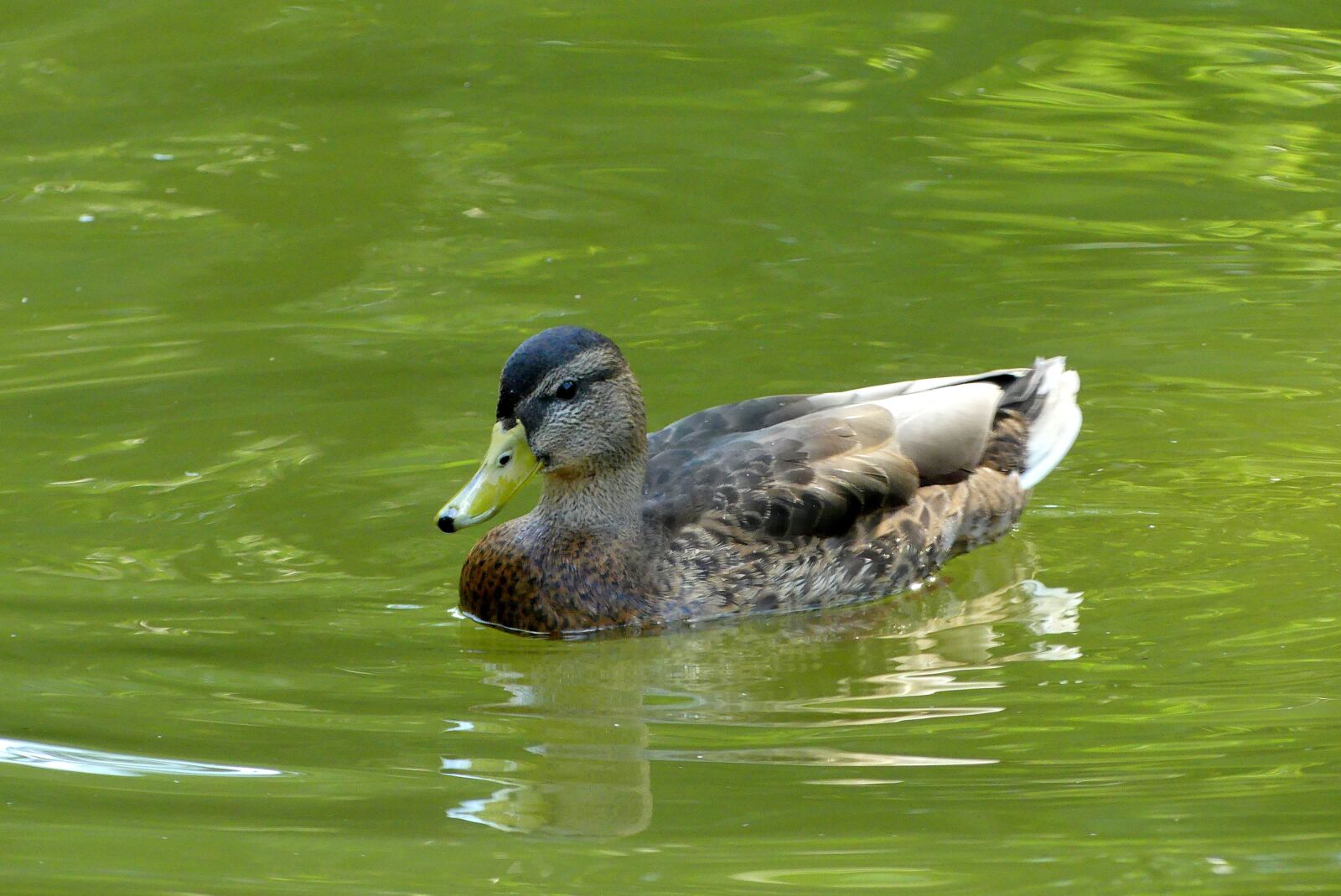 Panasonic Lumix DMC-FZ300 sample photo. Duck, water, bird photography