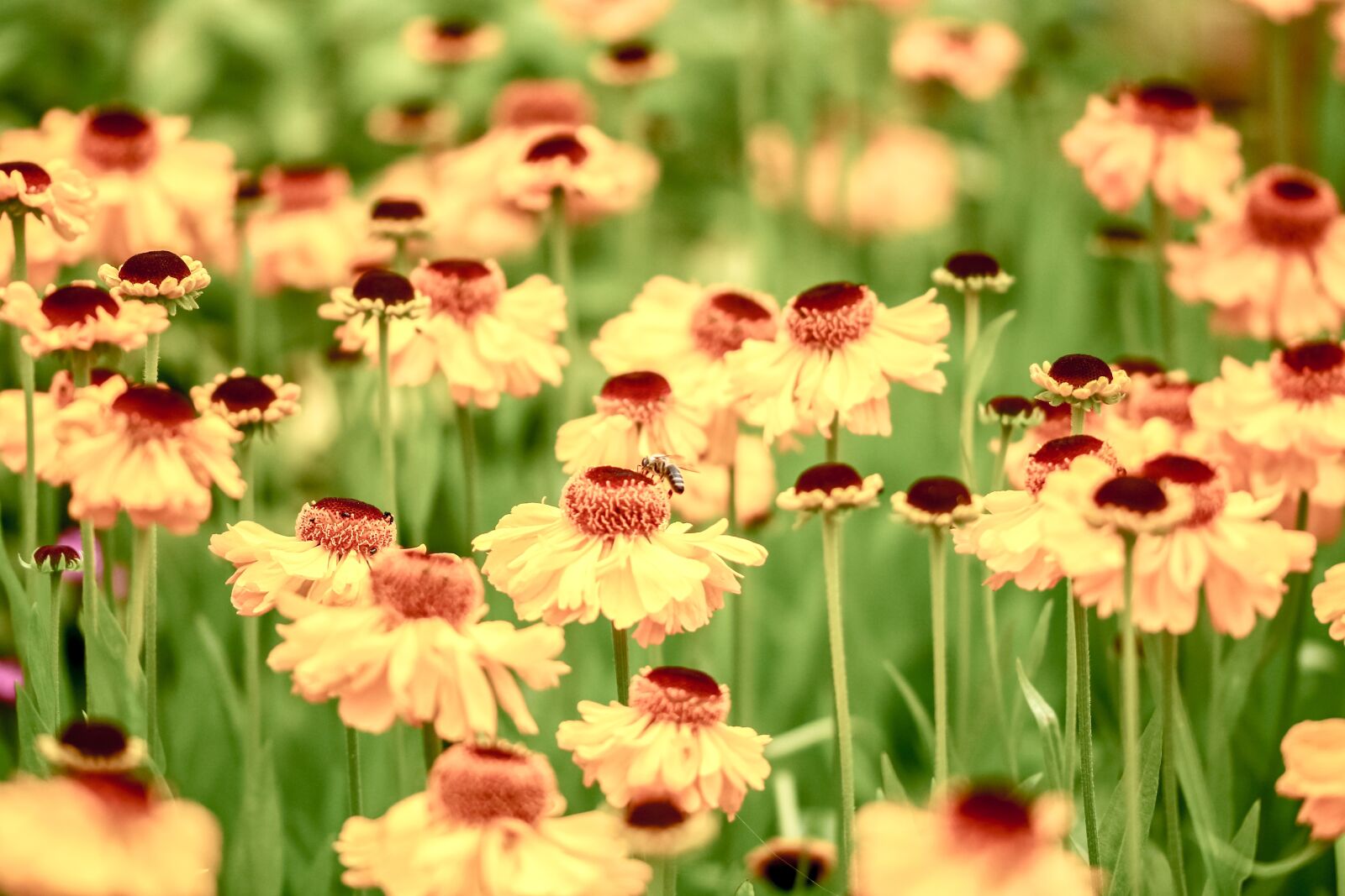Canon EOS 700D (EOS Rebel T5i / EOS Kiss X7i) sample photo. Flowers, yellow, nature photography