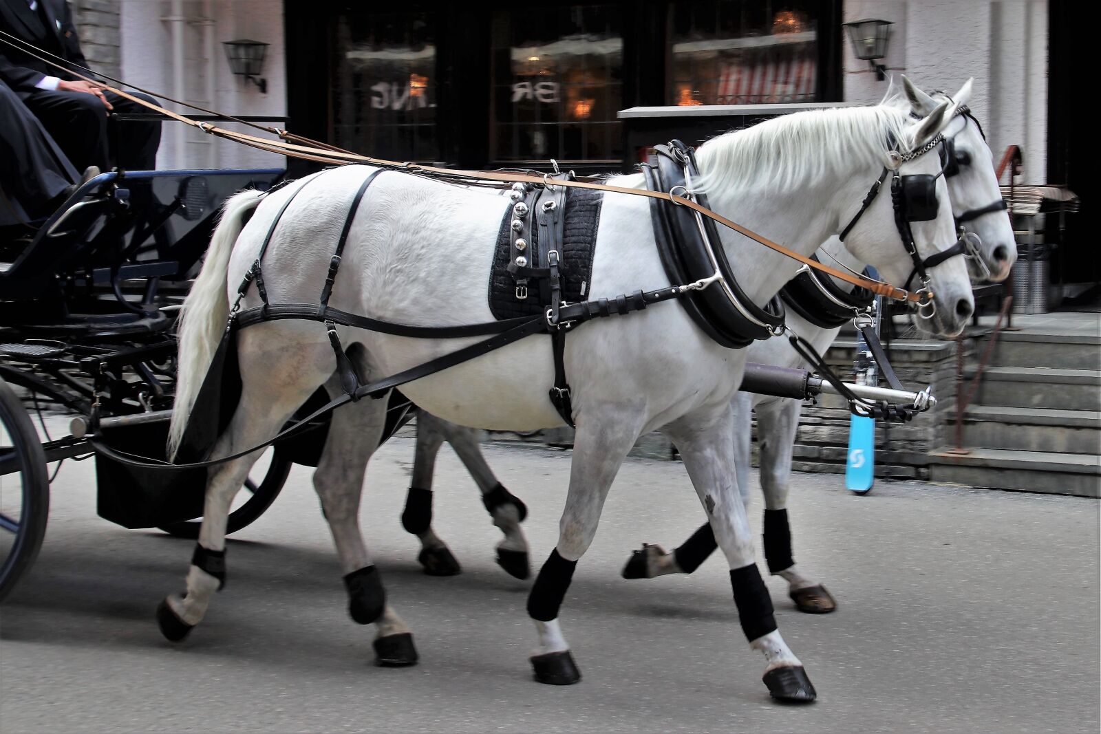 Canon EOS 80D sample photo. Portable, transport, the horse photography