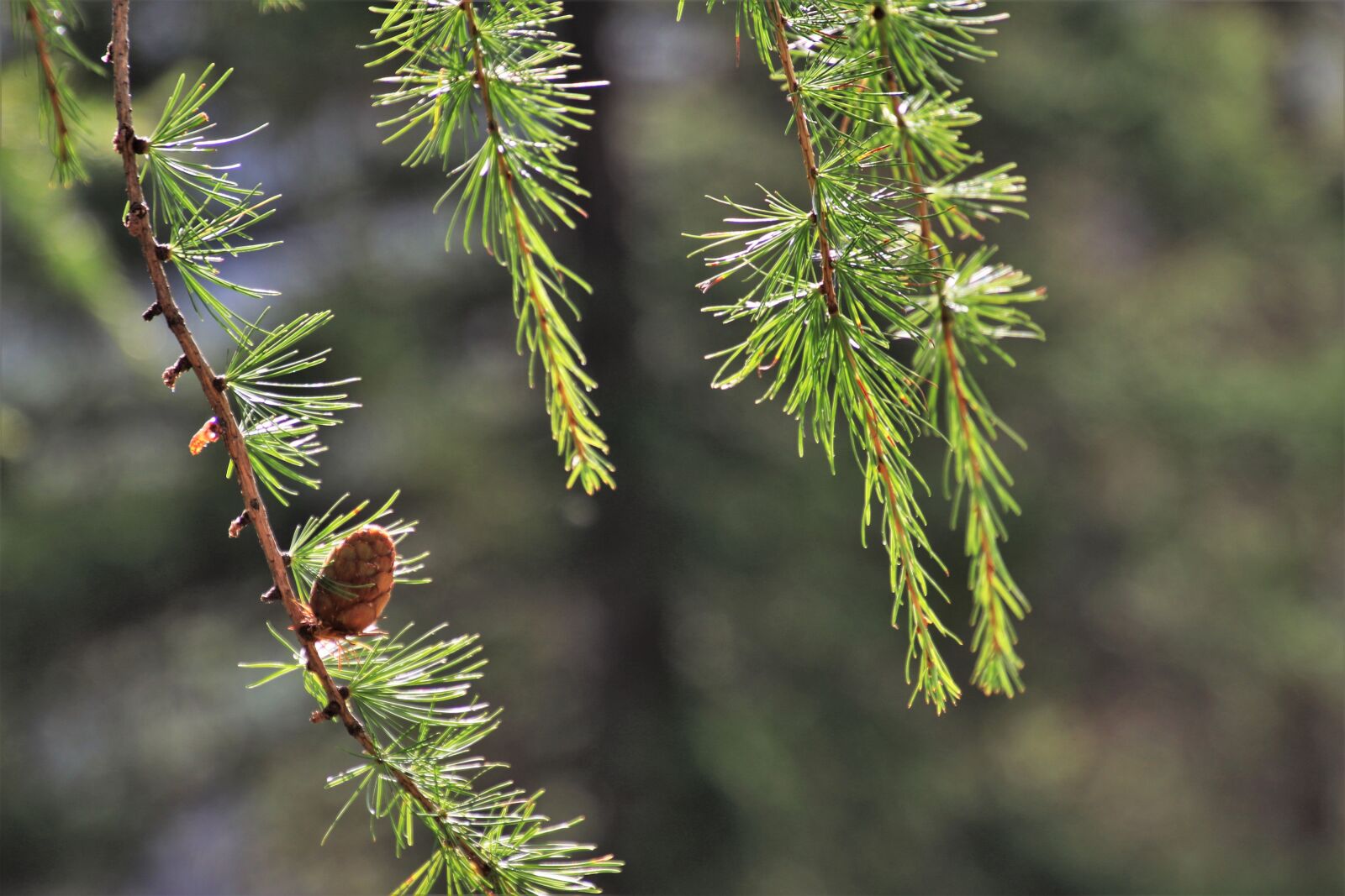 Canon EOS 80D sample photo. Larch, nature, pine cone photography