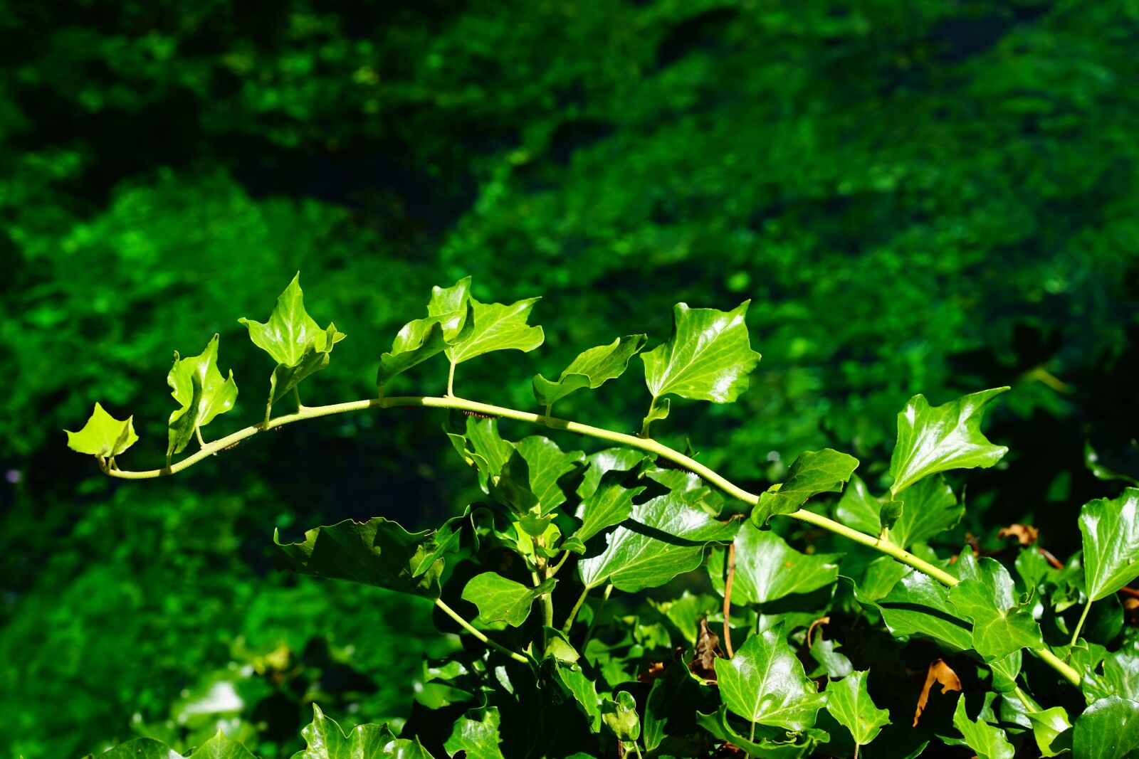 Sony a7 + Sony Sonnar T* FE 55mm F1.8 ZA sample photo. Ivy, ivy branch, branch photography